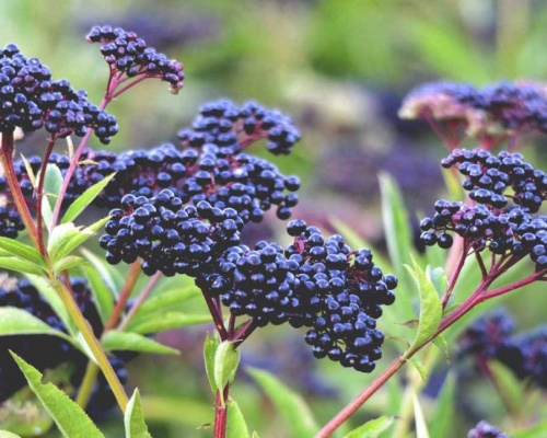 Ảnh của Elderberry