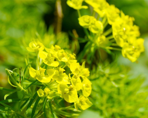 Ảnh của Cypress spurge