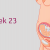 Sự phát triển của thai nhi tuần 23 mẹ bầu cần biết
