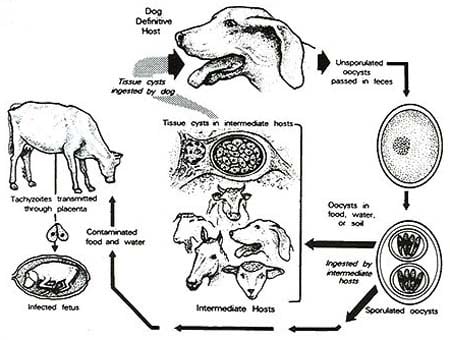 Leptospira - Ảnh minh họa 2