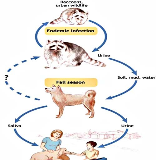 Leptospira - Ảnh minh họa 3