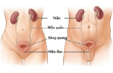 Lao hệ tiết niệu-sinh dục - Ảnh minh họa 4