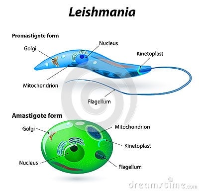 Leishmania niêm mạc và da - Ảnh minh họa 1