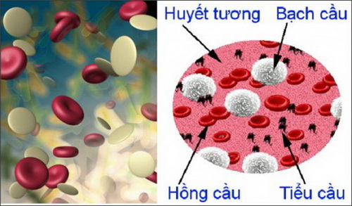 Aplastic anemia - Ảnh minh họa 4