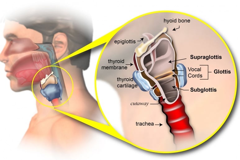 Larynx Cancer - Ảnh minh họa 3