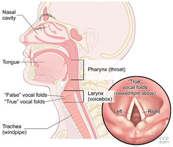 Larynx Cancer - Ảnh minh họa 4