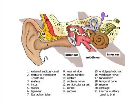 Labyrinthitis - Ảnh minh họa 3