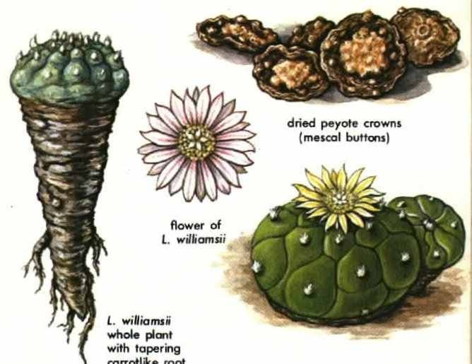 Lạm dụng Peyote (chất gây nghiện từ 1 loại xương rồng) - Ảnh minh họa 1