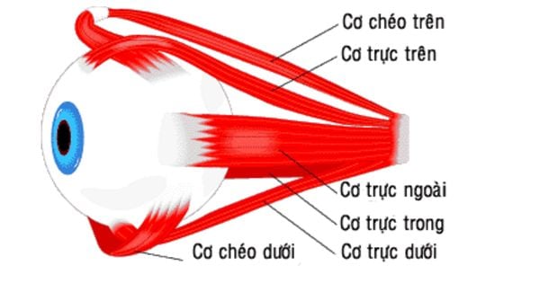 Liệt cơ mắt - Ảnh minh họa 3