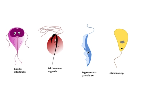 Leishmania niêm mạc và da - Ảnh minh họa 5