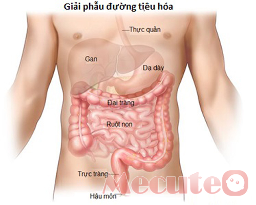 Lymphoma ruột non - Ảnh minh họa 2