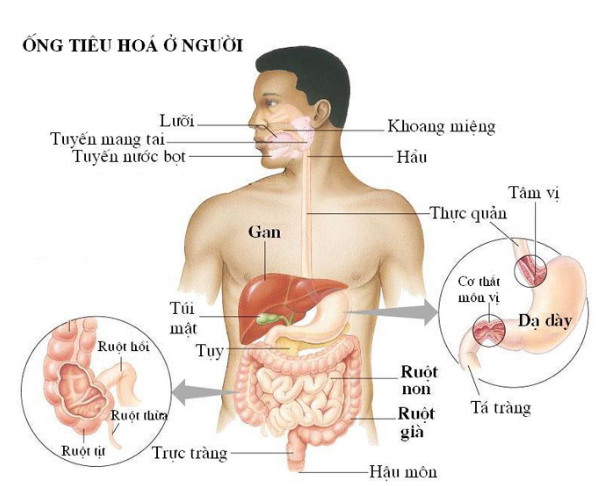 Appendicitis - Ảnh minh họa 2