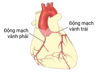 Mạch vành - Ảnh minh họa 2