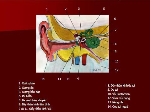 Mất chức năng vòi nhĩ - Ảnh minh họa 2