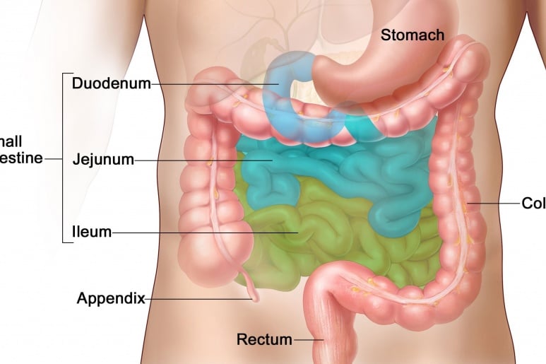 Mesenteric Lymphadenitis - Ảnh minh họa 1