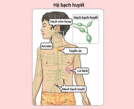 Mesenteric Lymphadenitis - Ảnh minh họa 2