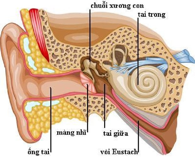 Mất chức năng vòi nhĩ - Ảnh minh họa 3