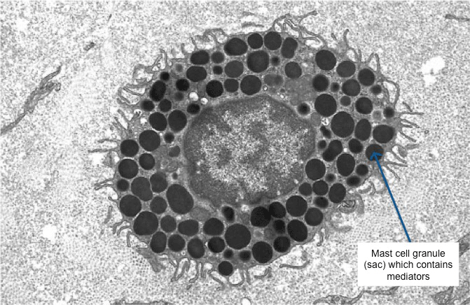 Mast cell - Ảnh minh họa 3