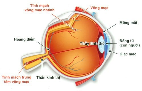 Mất thị lực tạm thời một bên mắt - Ảnh minh họa 1