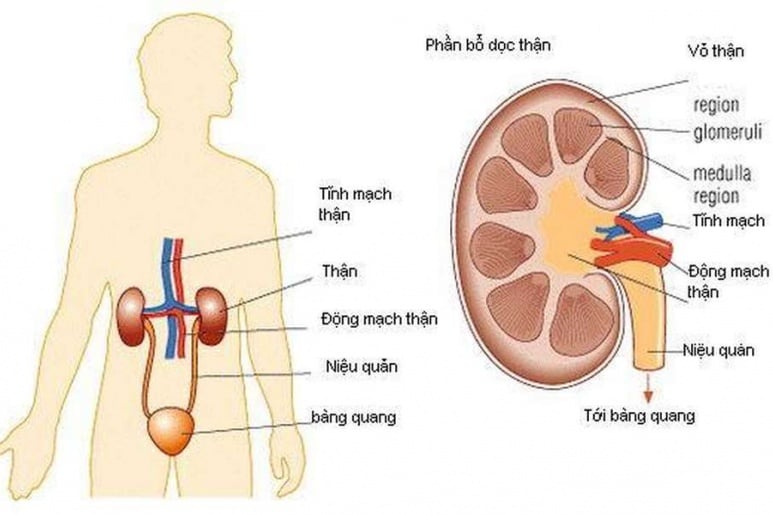 Arterial Embolism and Thrombosis - Ảnh minh họa 2