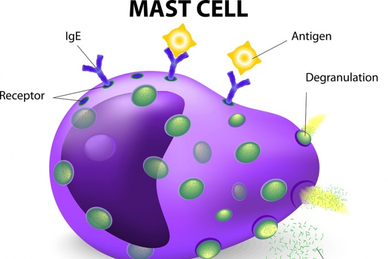 Mast cell - Ảnh minh họa 5