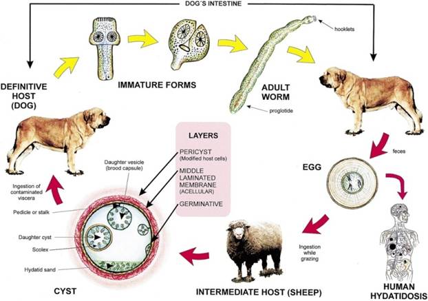 Nhiễm sán dây chó (Echinococcus) - Ảnh minh họa 2