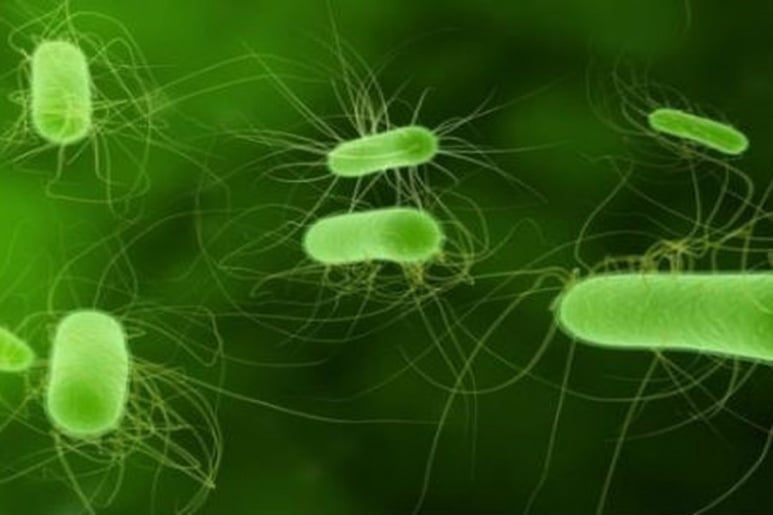 Nhiễm khuẩn E.coli - Ảnh minh họa 1