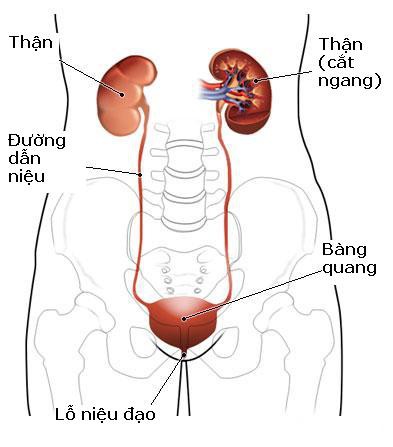 Nhiễm trùng tiết niệu - Ảnh minh họa 2