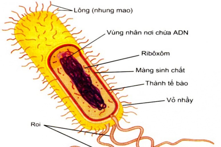 Nhiễm khuẩn E.coli - Ảnh minh họa 2