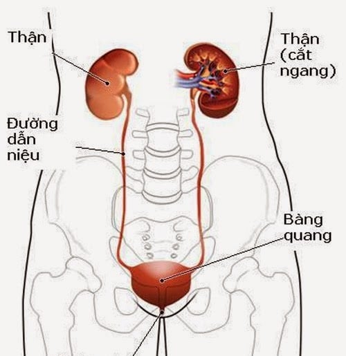 Nhiễm trùng thận - Ảnh minh họa 1