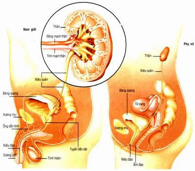 Nhiễm trùng tiết niệu - Ảnh minh họa 3