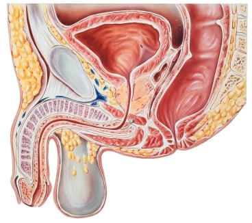 Ngất xỉu lúc đi tiểu - Ảnh minh họa 4