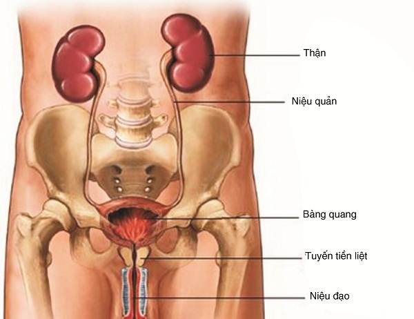 Nhiễm trùng tiết niệu - Ảnh minh họa 4