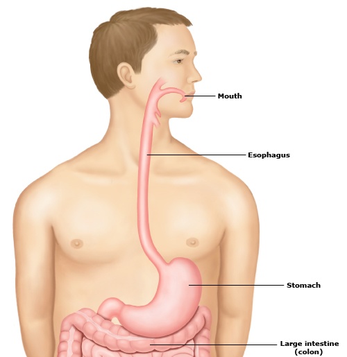 Nhiễm trùng roi Giardia lamblia - Ảnh minh họa 2