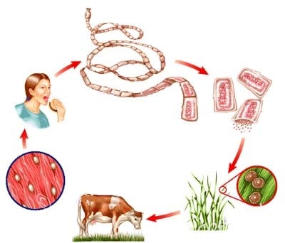 Nhiễm sán dây - Ảnh minh họa 3