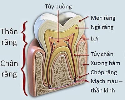 Nội nha - Ảnh minh họa 1