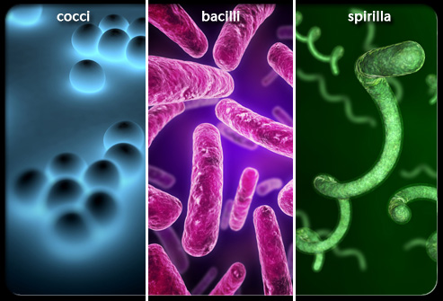 Nhiễm trùng do vi khuẩn - Ảnh minh họa 3