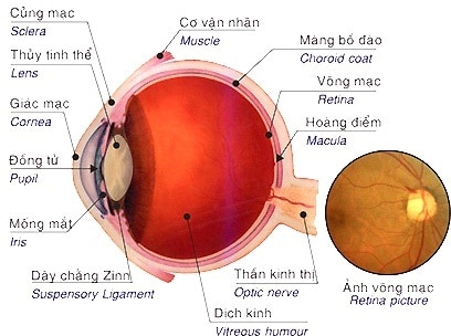 Nhiễm Toxoplasma - Ảnh minh họa 2