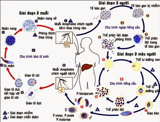 Nhiễm Cyclospora - Ảnh minh họa 1