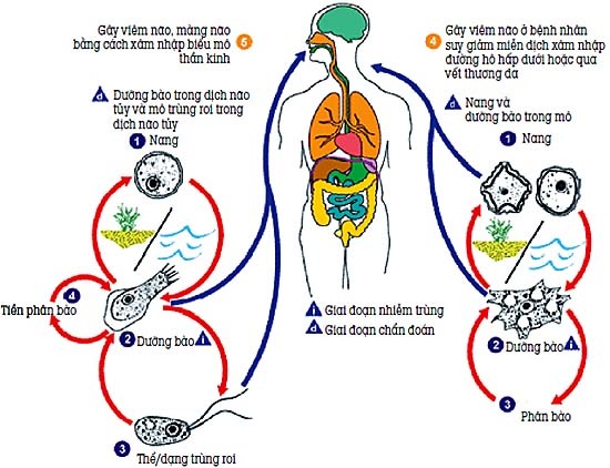 Nhiễm khuẩn Entamoeba Histolytica - Ảnh minh họa 1