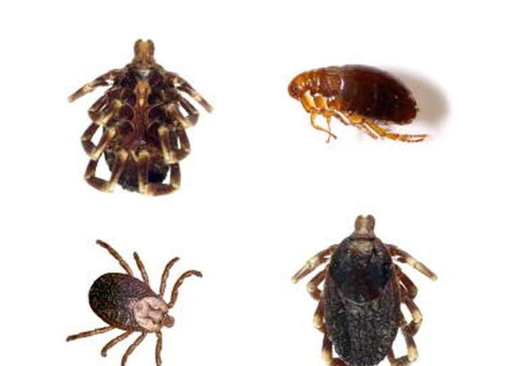 Body louse - Ảnh minh họa 3