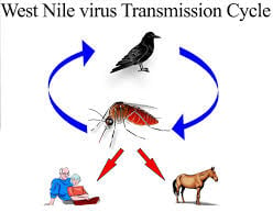 Nhiễm vi rút West Nile - Ảnh minh họa 3