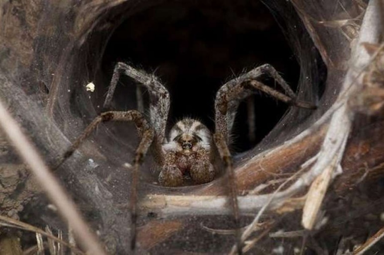 Brown Recluse - Ảnh minh họa 1