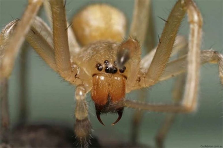 Brown Recluse - Ảnh minh họa 3