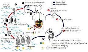 Bilharzia - Ảnh minh họa 1