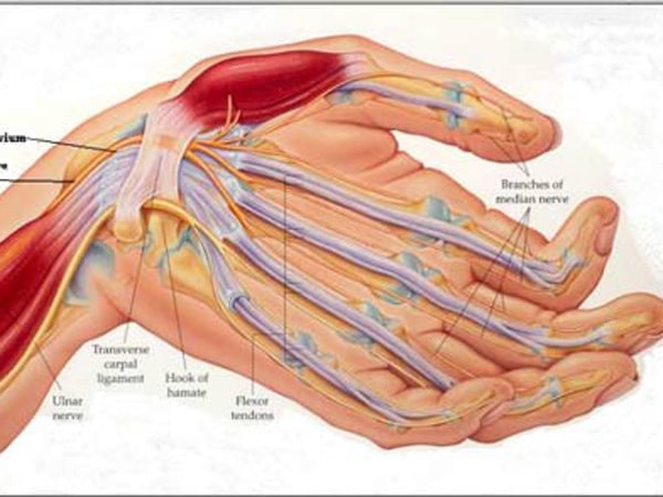 Peripheral nervous system - Ảnh minh họa 2