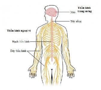 Peripheral nervous system - Ảnh minh họa 1