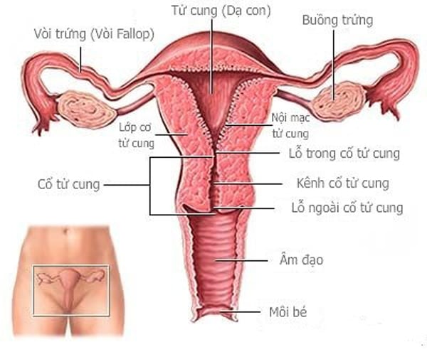 Prolapsed uterus - Ảnh minh họa 4