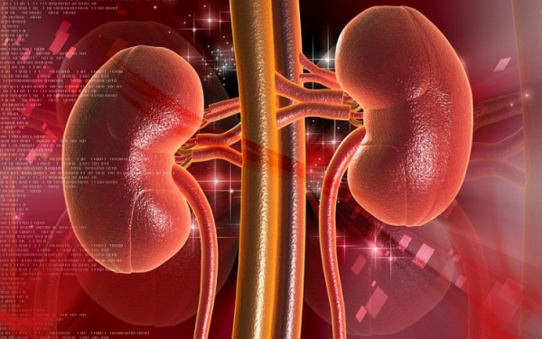 Polycystic Kidney Disease - Ảnh minh họa 4