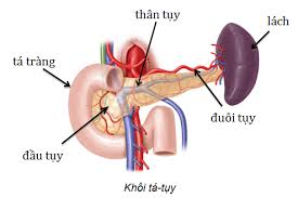 Phù phổi (Tràn dịch trong phổi) - Ảnh minh họa 2